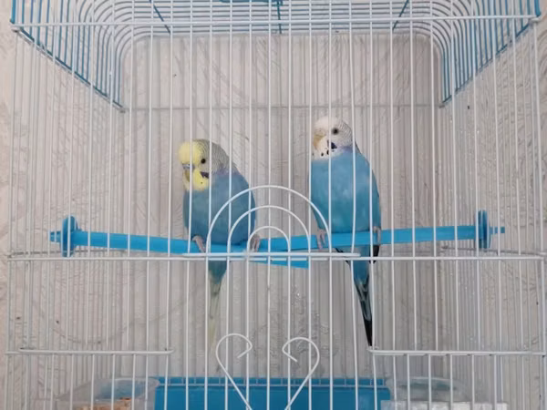 Quşlar satılır qəfəslə birlikdə