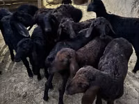 Cabras (lote, sexo no especificado), Cabras — foto 1