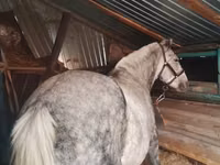 Kısrak, Ukrainian Riding Horse — foto 2