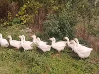 Geese — zdjęcie 2