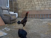 Chickens — foto 3