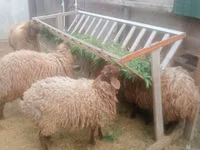 Bélier, Moutons — photo 3