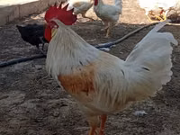 Chickens — foto 1