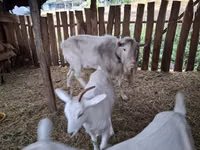 Cabra, Cabras — foto 2