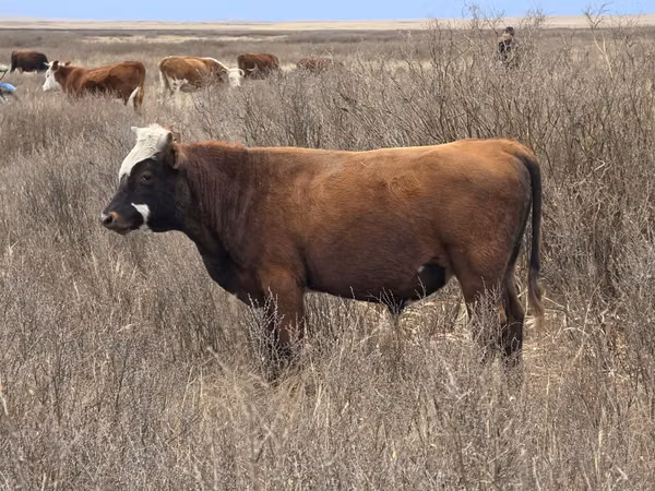 Taureau, Vache kazakhe à tête blanche