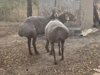 Brebis, Arashan sheep — photo 5