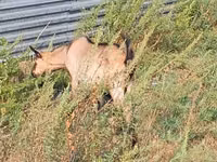 Echki, Alpine goat — 5-rasm