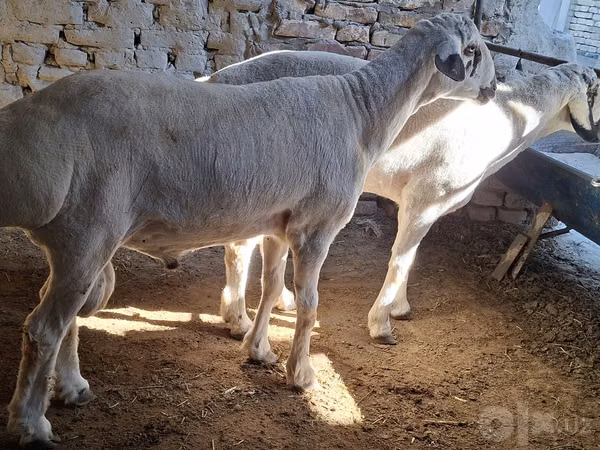 Bélier, Moutons