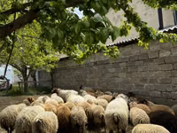 Ovce (šarže, pohlaví neuvedeno), Ovce — foto 1