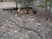 Chickens — zdjęcie 6