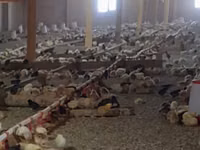 Chickens — foto 1