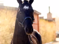 Hengst, Thoroughbred horse — Foto 1