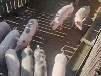 Schweine (Partie, Geschlecht nicht angegeben), Schweine — Foto 2