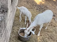 Koza, Saanen goat — foto 7