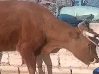 गाय, Latvian Blue cattle — फ़ोटो 1