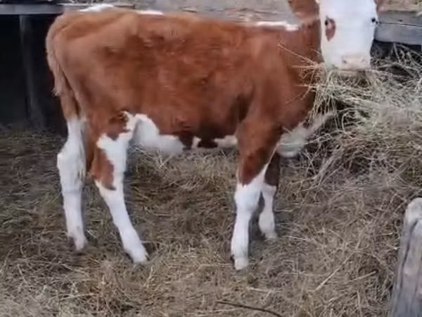 Sigir, Simmental cattle