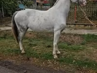 பெண் குதிரை, Hungarian horse breed — புகைப்படம் 1