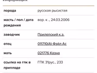 Ат, Америкалык рысак — сүрөт 8