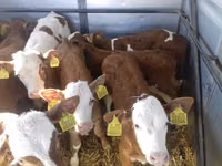 Býk, Simmental cattle — foto 5