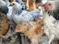 Brahma — foto 2