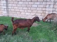 Koza, Alpine goat — zdjęcie 4