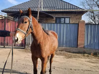Kůň, Kazakh horse — foto 7