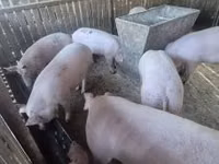 Sow, Pigs — photo 3