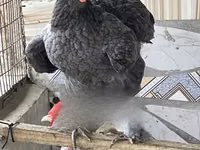 Brahma — foto 1