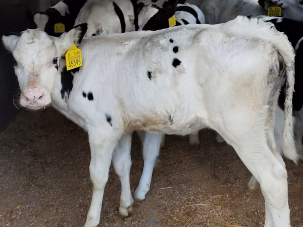 மாடுகள் (தொகுதி, பாலினம் குறிப்பிடப்படவில்லை), Russian Black pied cattle