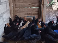 Chickens — foto 2