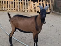 Ziegenbock, Alpine goat — Foto 2