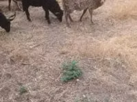 Sheep, Sheep — photo 1