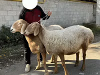 Koyun, Arashan sheep — foto 1