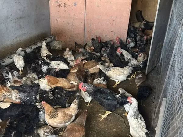 Chickens — Azerbaïdjan