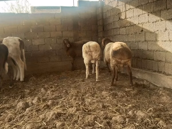 भेड़ें (लॉट, लिंग निर्दिष्ट नहीं), भेड़