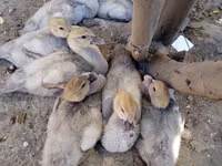 Ducks — foto 2
