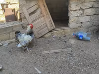 Brahma — Foto 6