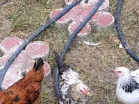 Chickens — foto 2