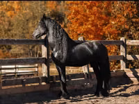 ცხენი, Friesian — ფოტო 4