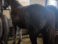 公马, Horses — 照片 3
