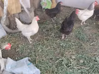 Chickens — Foto 1