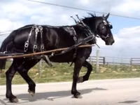 母马, Percheron — 照片 7