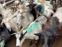 Goat, Goats — photo 1