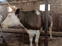 ძროხა, Simmental cattle — ფოტო 4