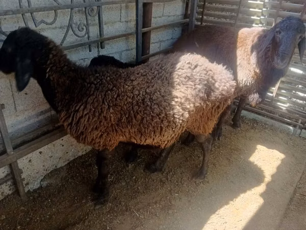 母山羊, Goats