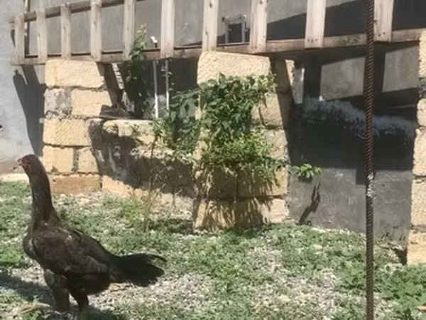 Chickens — Azerbaïdjan
