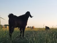 Kozioł, Kozy — zdjęcie 2