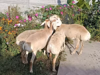母羊, Sheep — 照片 2