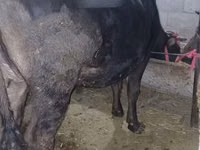 Cow, Alatau breed — photo 4