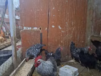 Chickens — Foto 4